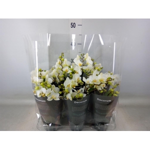 Phalaenopsis multi. 'Ant Lausanne'