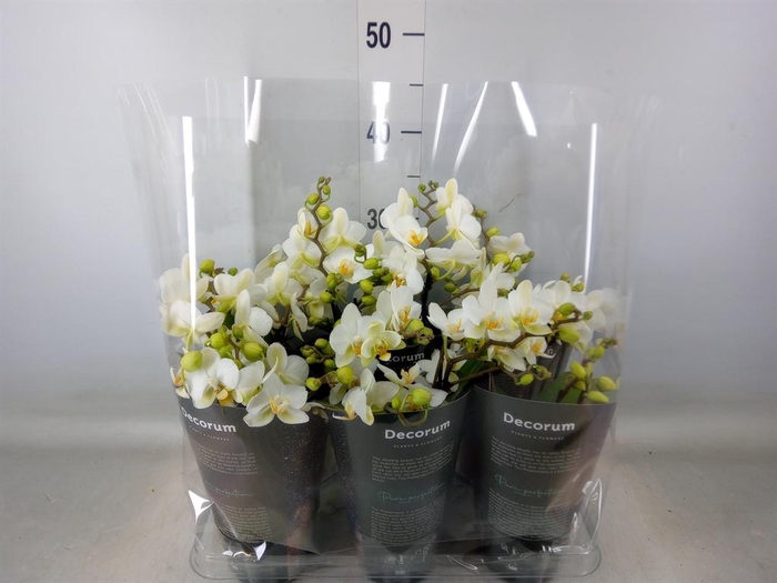 <h4>Phalaenopsis multi. 'Ant Lausanne'</h4>