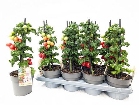 <h4>Tomatenplanten</h4>
