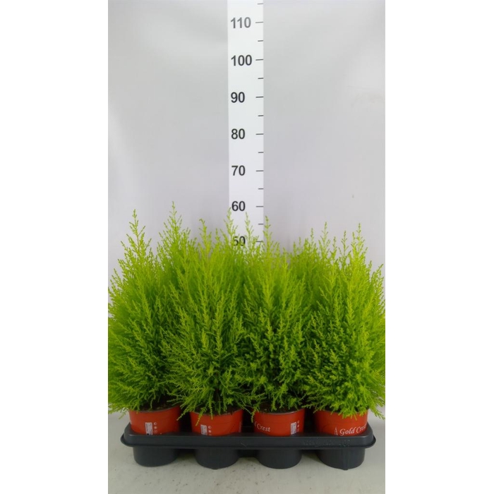 <h4>Cupressus macro. 'Goldcrest'</h4>