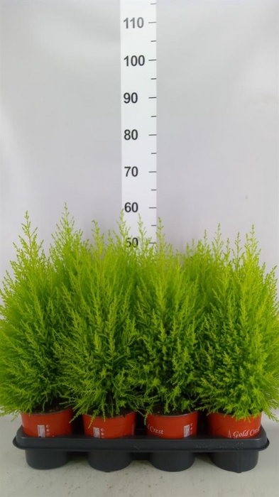 Cupressus macro. 'Goldcrest'