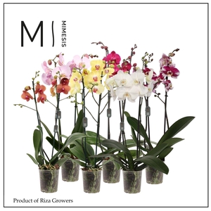 Phalaenopsis Mix 2 spike - 12cm | Mimesis | JUSTPLANTS