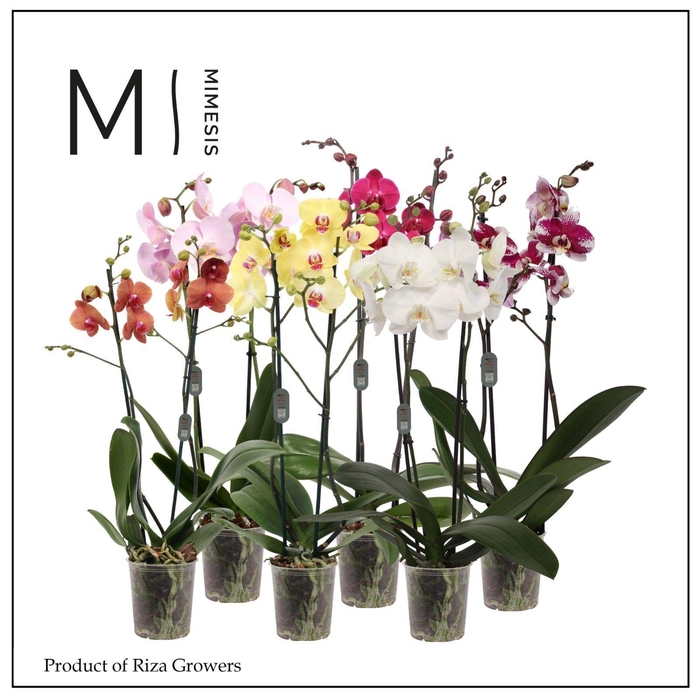 <h4>Phalaenopsis Mix 2 spike - 12cm | Mimesis</h4>