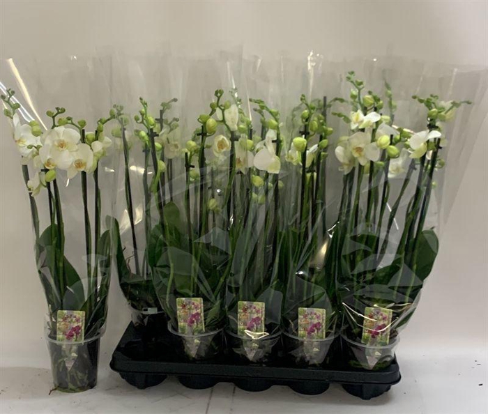 <h4>PHAL OV WIT</h4>