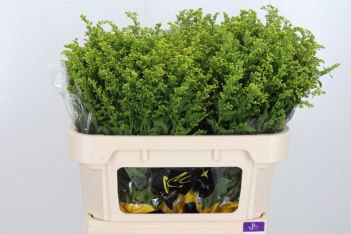 <h4>Solidago Carzan Glor</h4>