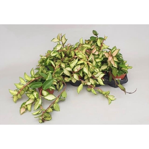 Hoya Carnosa Tricolor 12Ø 15cm