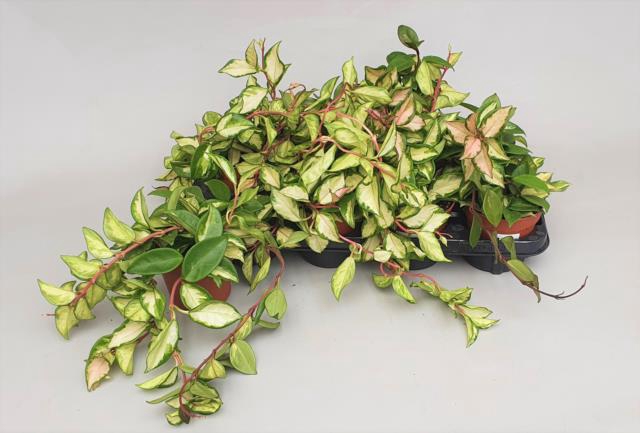 Hoya Carnosa Tricolor 12Ø 15cm