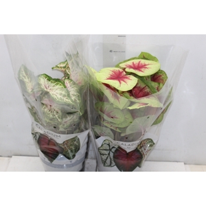 CALADIUM VARIADO P17