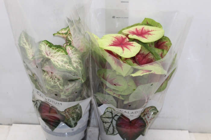 <h4>CALADIUM VARIADO P17</h4>