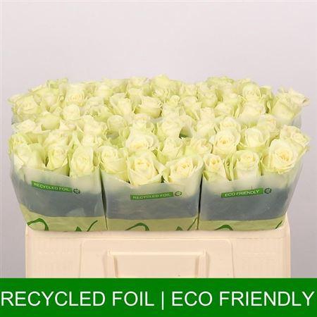 <h4>R Gr Snowstorm+</h4>