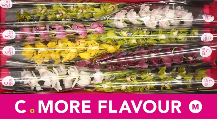 <h4>CYMB MI GEM</h4>