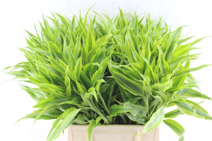 <h4>Sandriana Gold</h4>