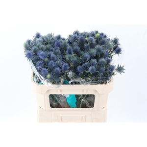 Eryn Supernova Qstar