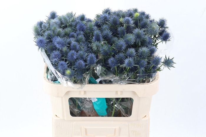 <h4>Eryn Supernova Qstar</h4>