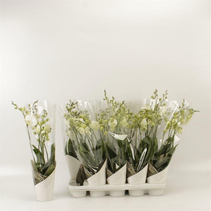 <h4>PHAL AN INVERNESS</h4>