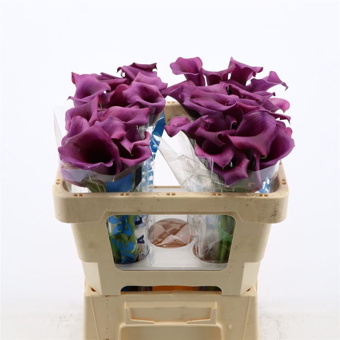 <h4>Calla Durban</h4>