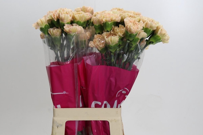 Dianthus St Lege Marrone