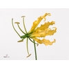 GLORIOSA LUTEA