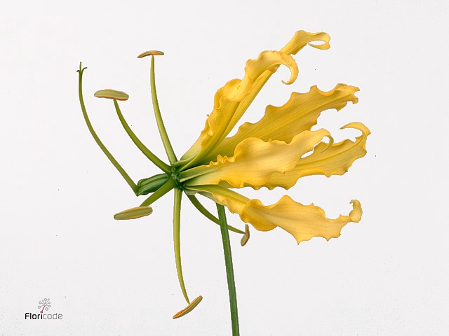 GLORIOSA LUTEA