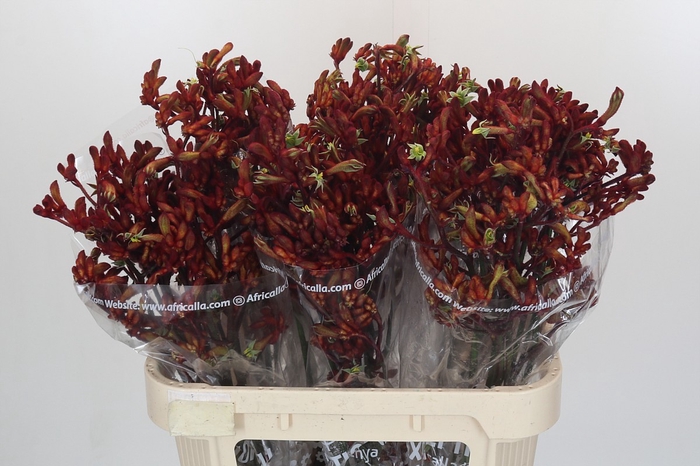 <h4>Anigozanthos Early Spring Indoor</h4>