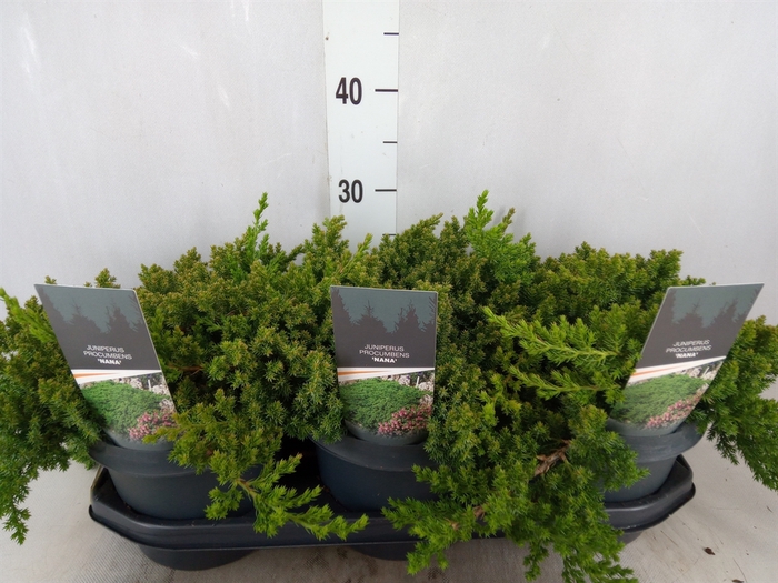 <h4>Juniperus procumbens 'Nana'</h4>