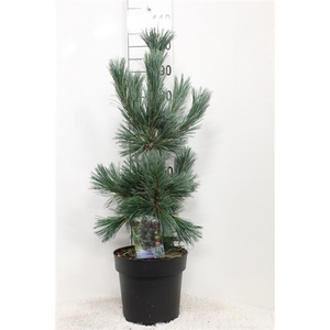 Pinus flex. 'Vanderwolf's Pyramid' P29 potgedrukt