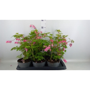 Dicentra spectabilis
