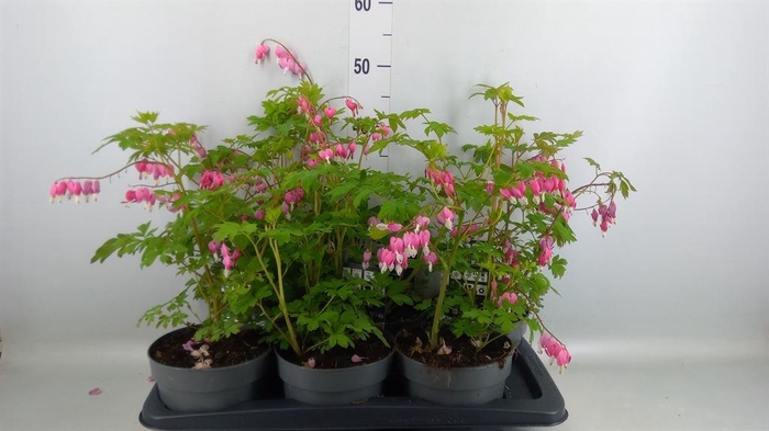 <h4>Dicentra spectabilis</h4>