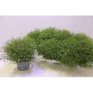 arr8 Gyps Muralis Gem Pot