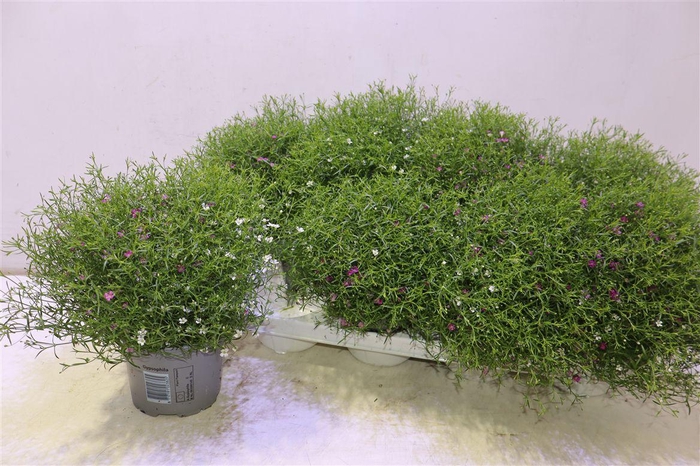 <h4>arr8 Gyps Muralis Gem Pot</h4>