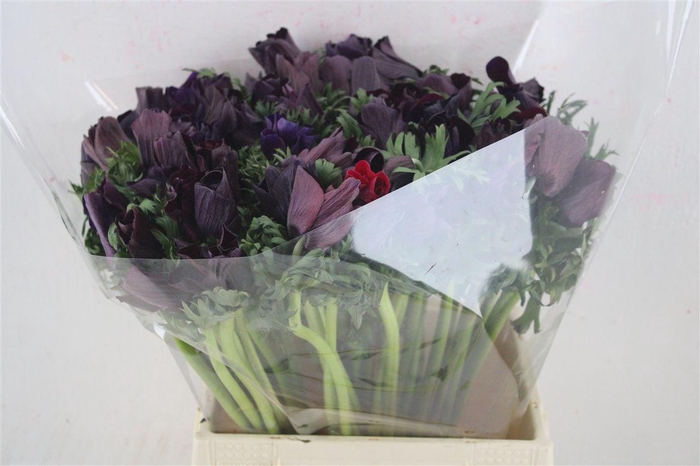 <h4>Anem Mistral Super Violet</h4>