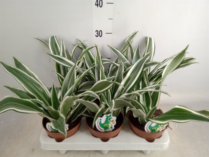 <h4>Dracaena frag. 'White Jewel'</h4>