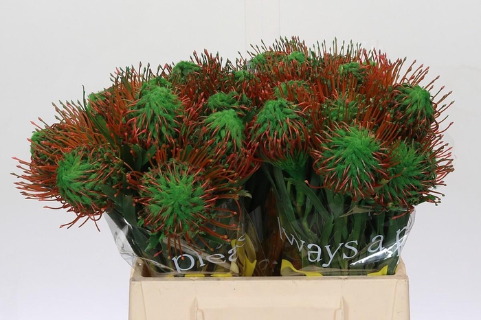 <h4>Nutans Painted Green</h4>