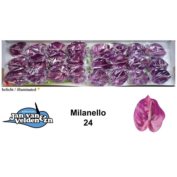 <h4>Anth A Milanello 11 cm X24 Jan van Velden</h4>