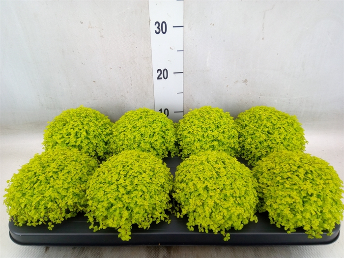 <h4>Soleirolia soleirolii 'Aurea'</h4>