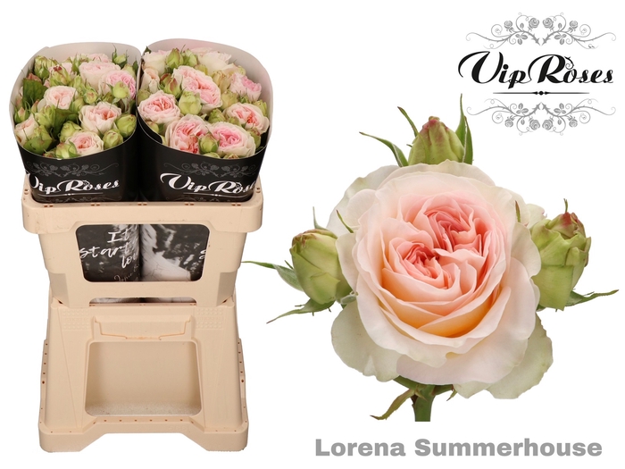 R TR LORENA SUMMERH