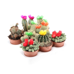 Cactus decoratie strobloem mix