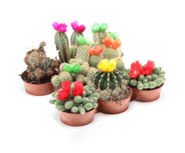 <h4>Cactus decoratie strobloem mix</h4>