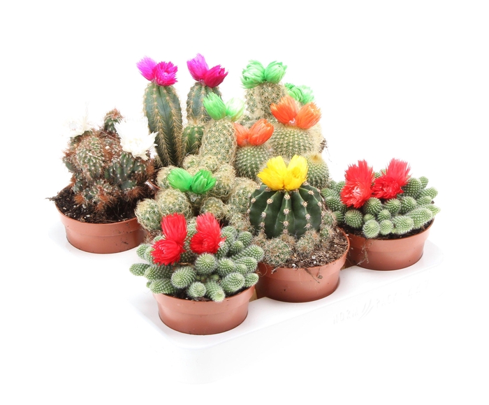 Cactus decoratie strobloem mix