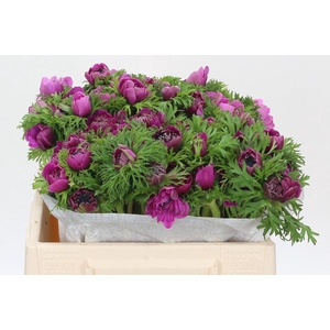 Anemone Levante Fucsia