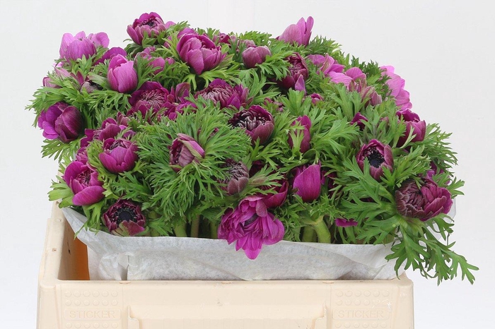 <h4>Anemone Levante Fucsia</h4>