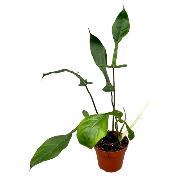 <h4>Philodendron Joepii</h4>