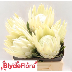 PROTEA CY TUS