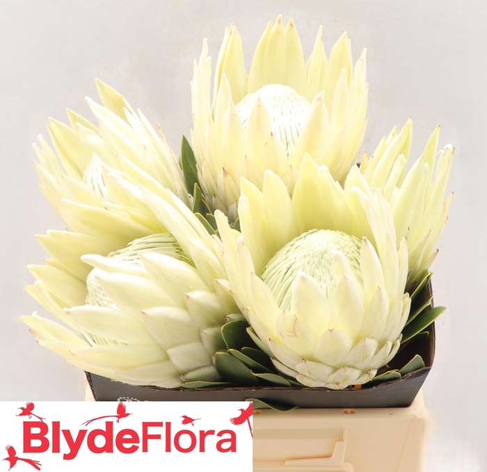 <h4>PROTEA CY TUS</h4>