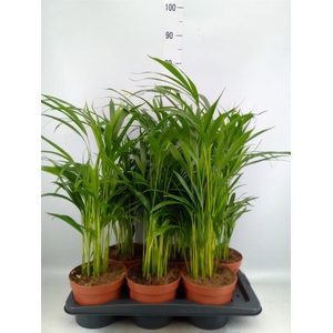 Dypsis lutescens   ...Chrysalidoca