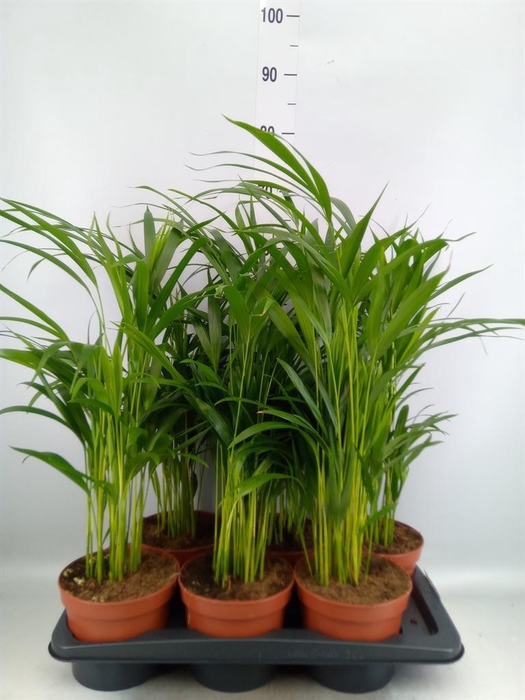 <h4>Dypsis lutescens   ...Chrysalidoca</h4>
