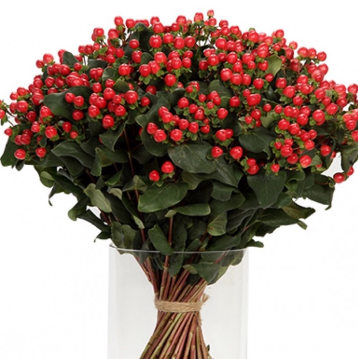 <h4>Colis Hyp Red 50cm EC x 50 tiges</h4>