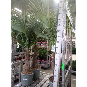 Trachycarpus fortunei