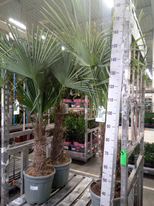 <h4>Trachycarpus fortunei</h4>