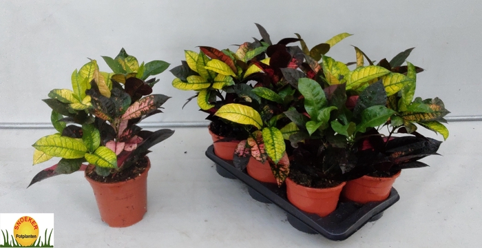 <h4>COD KL MRS ICETON</h4>